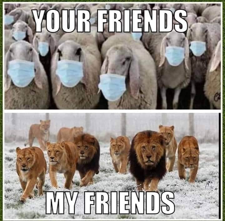 Caricature   masqe   vos amis= moutons et mes amis= les lions et lionnes = félins