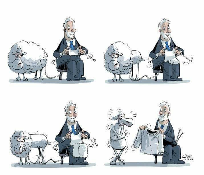 Caricature   mouton qui se fait  raser le spoile pour en fair eun pull