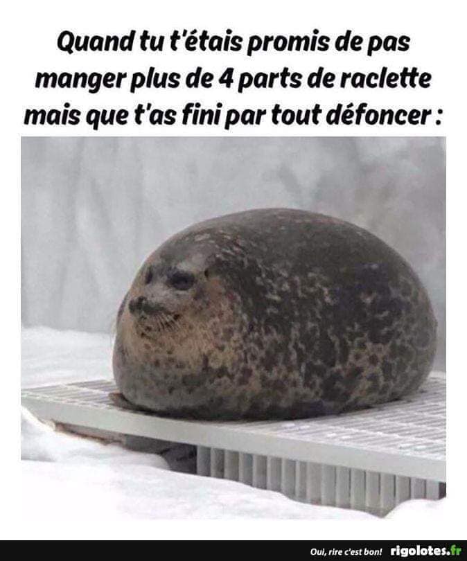 Caricature   phoque   qund tu t'étais promis de pas manger plus de 4 parts de raclette mais que t'as fini par tout défoncé