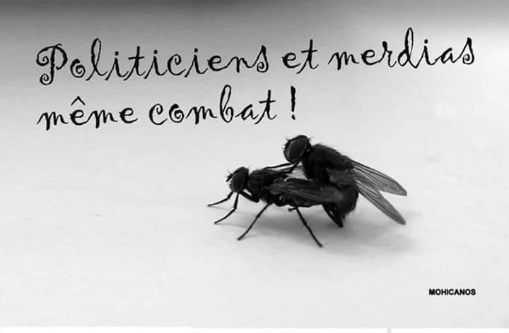Caricature   politique   média   politiciens et médias même combat   mouche qui encule