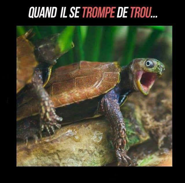 Caricature   sexe   quand il se trompe de trou