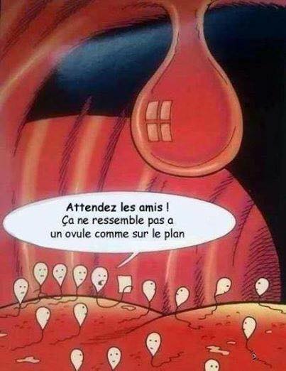 Caricature   spermatozoide d'après le plan ça ne ressemble pas à un ovule