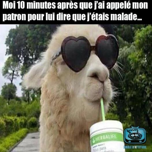 Caricature   travail   moi 10 minutes après que j'ai appelé mon patron pour lui dire que j'étais malade   lama avec lunette et qui bois une boisson