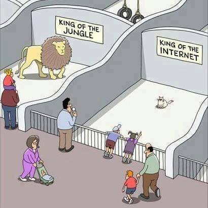 Caricature   zoo   lion = roi de la jungle et le chat = roi d'internet