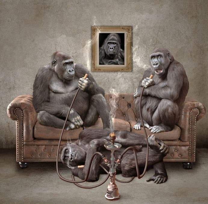 Dessin   caricature   fumeur   faune   2 gorille qui fume un narguiler 