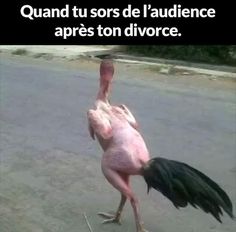 blague quand tu sors de lo'audiance