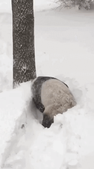 Flocon de Neige   Hiver   Panda animal qui joue dans des trillards 1milliard puissance milliard de flocon de neige