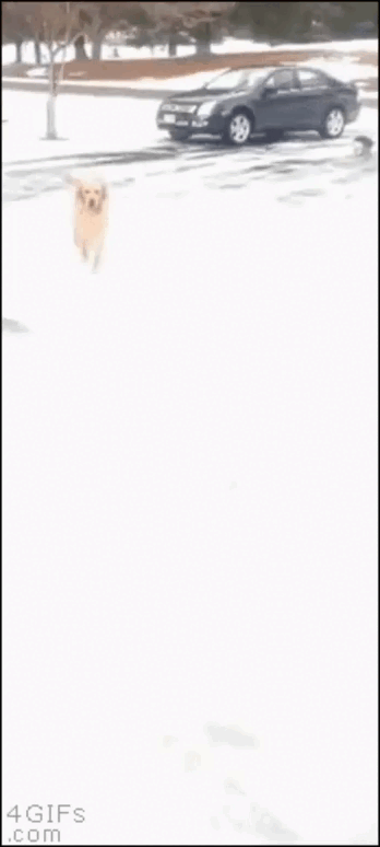 Flocon de Neige transformer en verglas sur la route   boule de neige envoyer a un chien