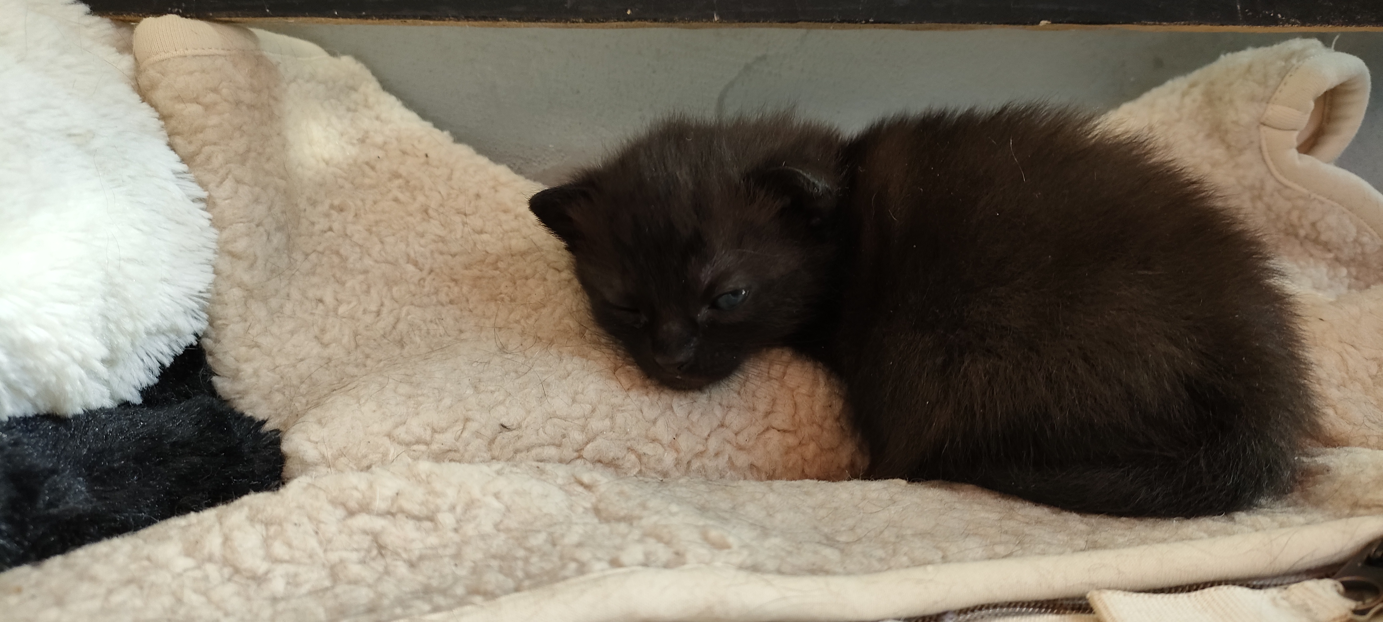 Gildas Lever Bébé Chaton mon béb Lia comme l'intéligence artificiel