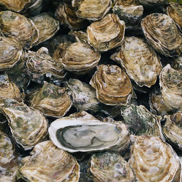 Huitres de tchernobil   russe = virus   le seul animal que l on mange encore vivant sans cerveau   les russes egal l argent metal liquide ont pris un coup de soleil sur le sable de Mars   capsule diode 2