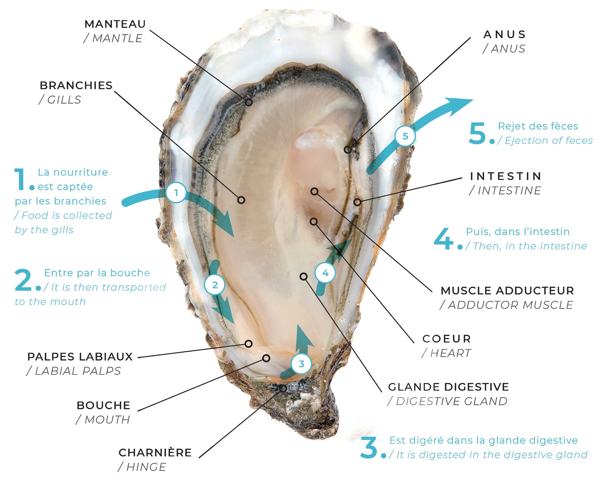 Huitres de tchernobil   russe = virus   le seul animal que l on mange encore vivant sans cerveau   les russes egal l argent metal liquide ont pris un coup de soleil sur le sable de Mars   capsule diode 3