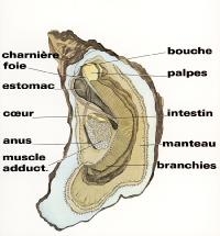 Huitres de tchernobil   russe = virus   le seul animal que l on mange encore vivant sans cerveau   les russes egal l argent metal liquide ont pris un coup de soleil sur le sable de Mars  transformé les hologrammes en huitre