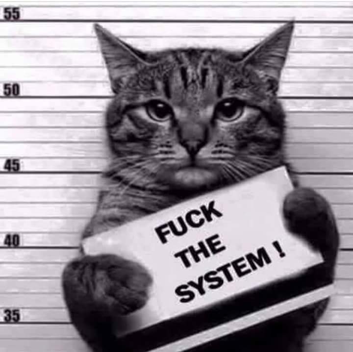 Chat   système   fuck the system