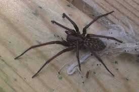 Parasite   Araignée    3 medaille dor aux jeux olympique   puce rfid=puce esclave=puce sims carte bancaire=carte vital securite social carte bancaire = payment bancaire