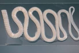 Parasite le tenia = le ver solitaire   quand on mange de la viande de porc ou de cochon cru = non cuite apèrs que le smouches on pondu leur oeuf dans la viande morte çà s'accroche aux instestins et ça mange tout