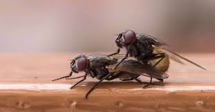 Parasite Mouche=sentinelle voiture GendarmerieFrançaiseSurnommeLesMouche a merde parce quelle pond des oeufs dans les morts=cadavres ou la merde pour se reproduire equipe deLaserDansLesYeux etDunePompeAspirante=Manger