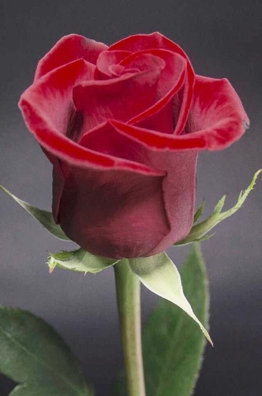 Amour   flore=Fleur   rose rouge